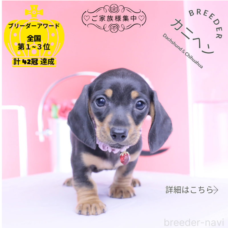 販売中の愛知県のカニンヘンダックスフンド(スムースヘアード)-453650