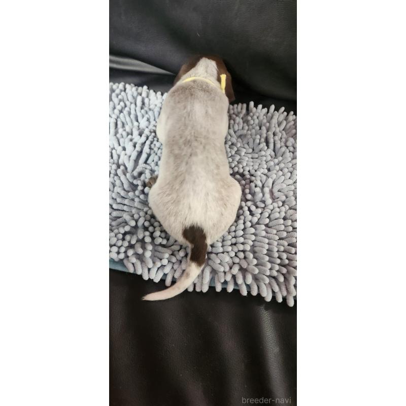 販売中の三重県のジャーマンポインター-456215の2枚目