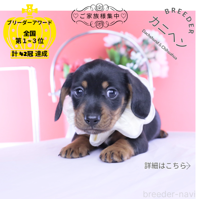 販売中の愛知県のカニンヘンダックスフンド(スムースヘアード)-453651