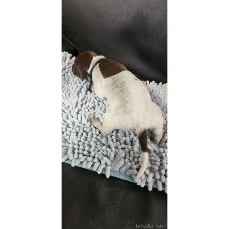 販売中の三重県のジャーマンポインター-456216の2枚目