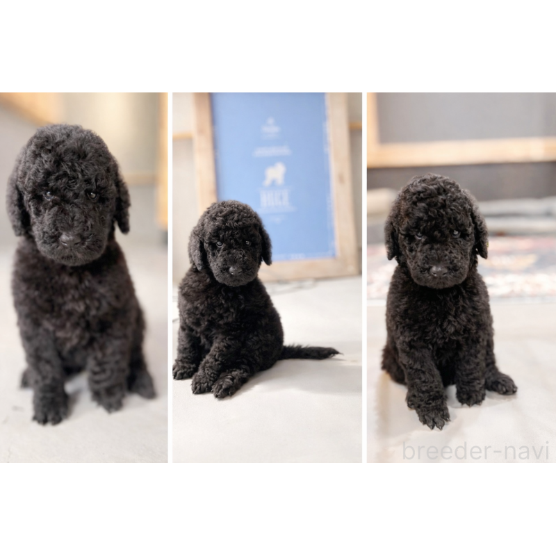 販売中の大分県のスタンダードプードル-456218の5枚目