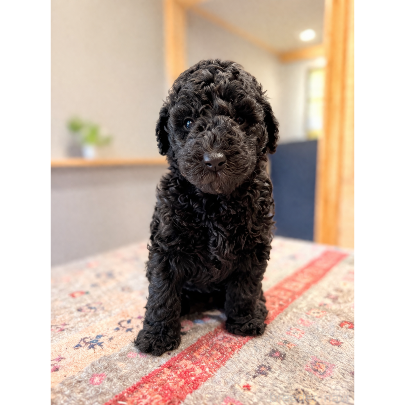 販売中の大分県のスタンダードプードル-456218の4枚目