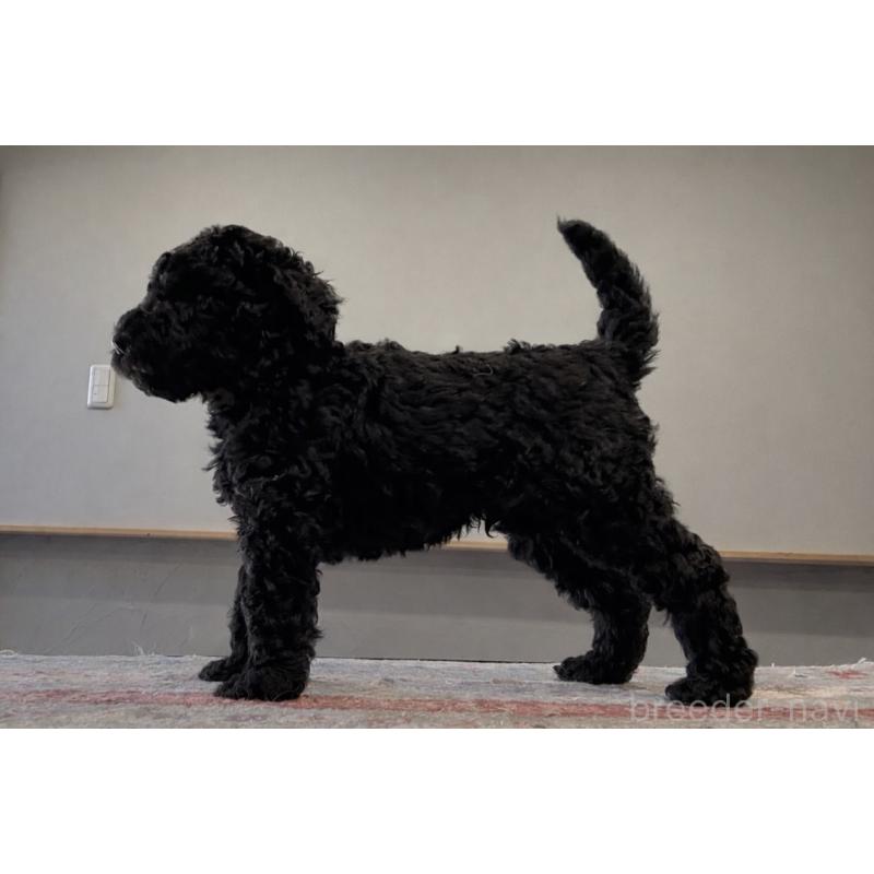 販売中の大分県のスタンダードプードル-456218の3枚目