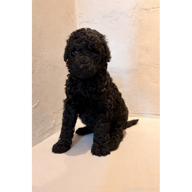 販売中の大分県のスタンダードプードル-456218の2枚目