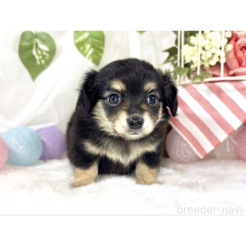 販売中の滋賀県のチワックス:チワワ×ミニチュアダックスフンド-456217の4枚目