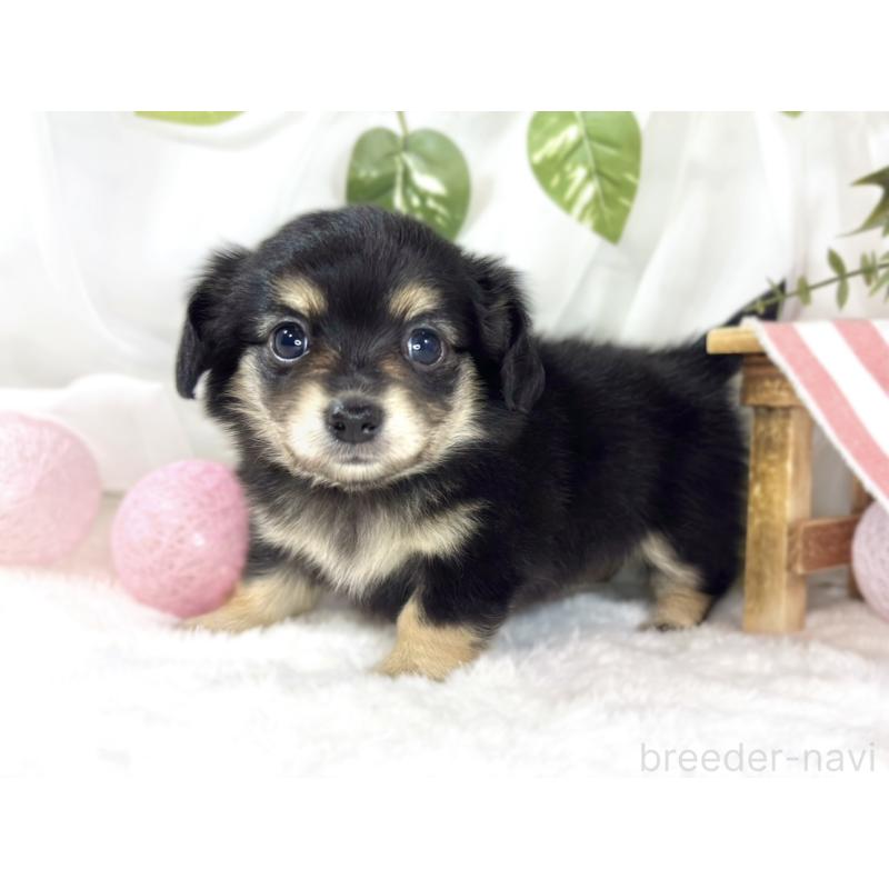 販売中の滋賀県のチワックス:チワワ×ミニチュアダックスフンド-456217の3枚目