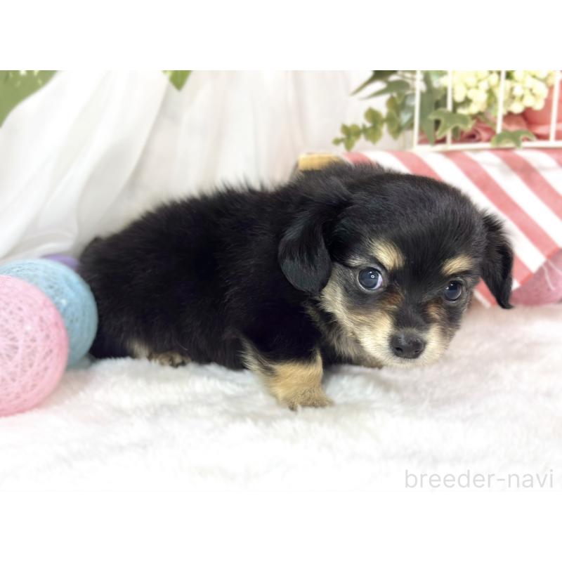 販売中の滋賀県のチワックス:チワワ×ミニチュアダックスフンド-456217の2枚目