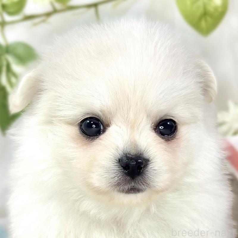 販売中の滋賀県のポメチワ:ポメラニアン×チワワ-456219