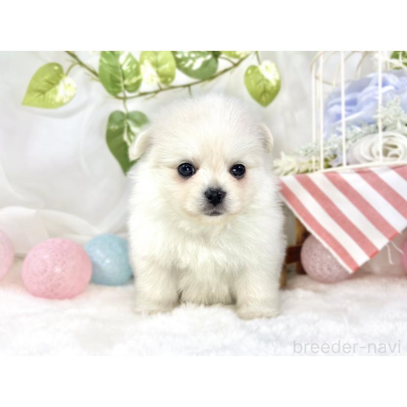 販売中の滋賀県のポメチワ:ポメラニアン×チワワ-456219の4枚目