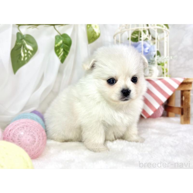 販売中の滋賀県のポメチワ:ポメラニアン×チワワ-456219の3枚目