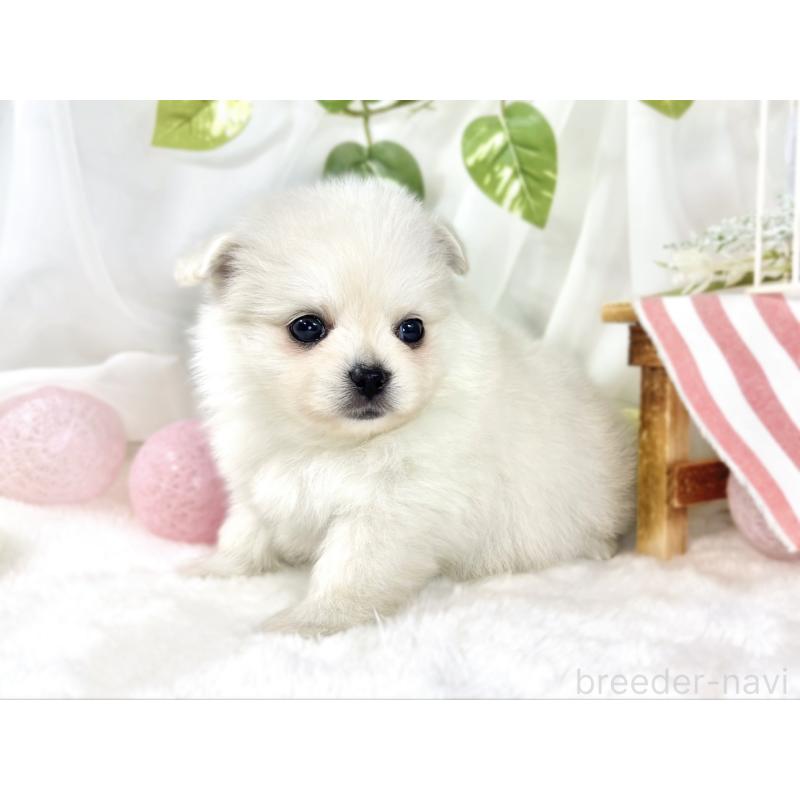 販売中の滋賀県のポメチワ:ポメラニアン×チワワ-456219の2枚目