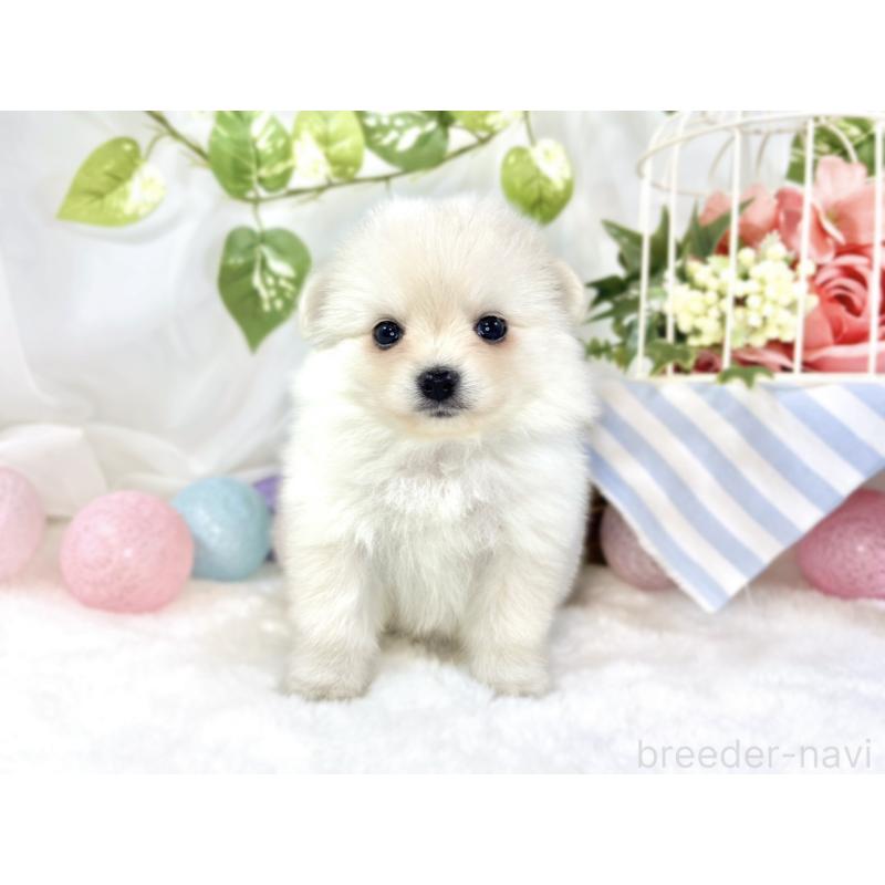 販売中の滋賀県のポメチワ:ポメラニアン×チワワ-456220の4枚目
