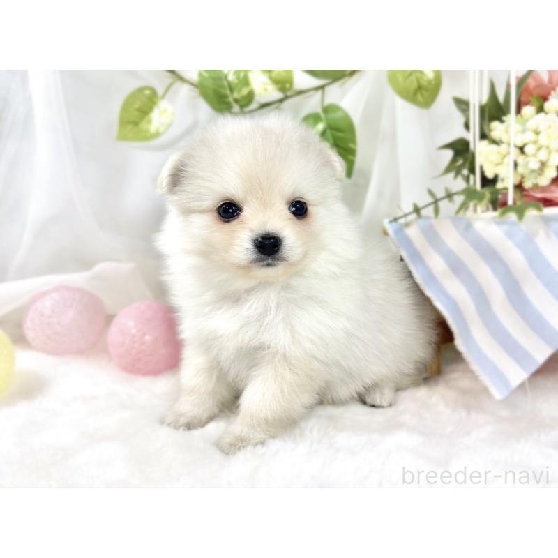 販売中の滋賀県のポメチワ:ポメラニアン×チワワ-456220の3枚目