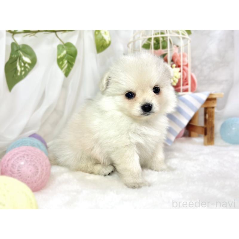 販売中の滋賀県のポメチワ:ポメラニアン×チワワ-456220の2枚目