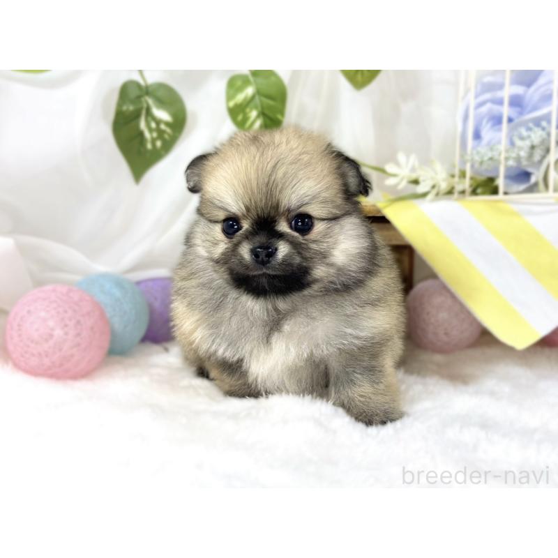 販売中の滋賀県のポメチワ:ポメラニアン×チワワ-456221の4枚目