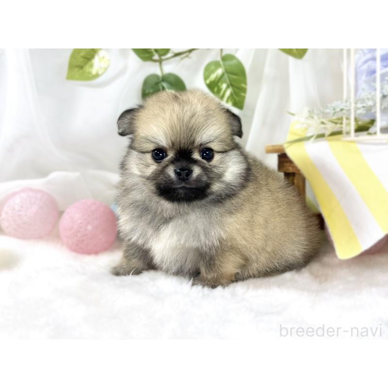 販売中の滋賀県のポメチワ:ポメラニアン×チワワ-456221の3枚目