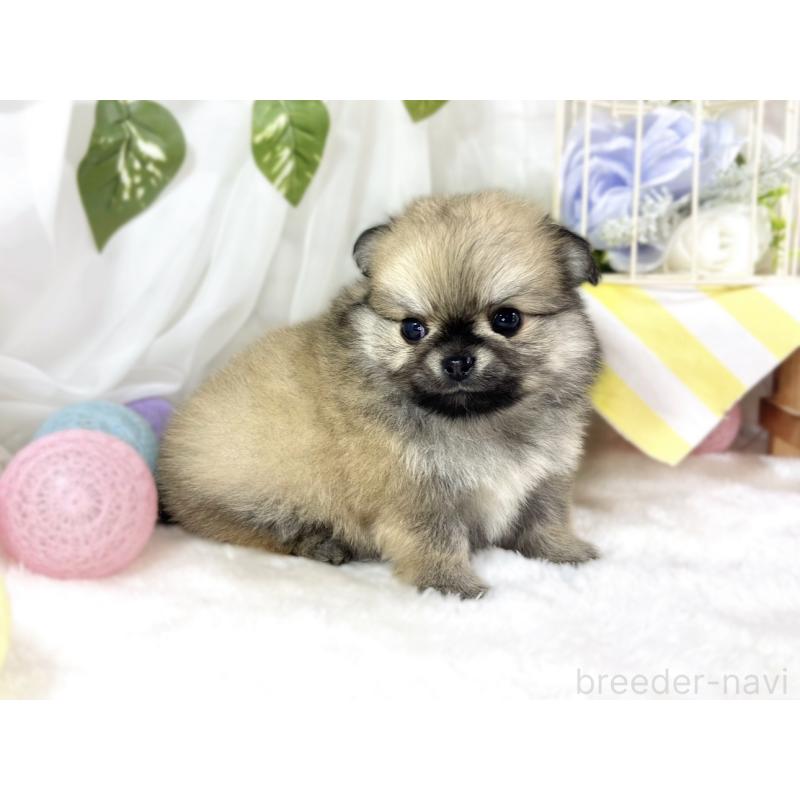 販売中の滋賀県のポメチワ:ポメラニアン×チワワ-456221の2枚目