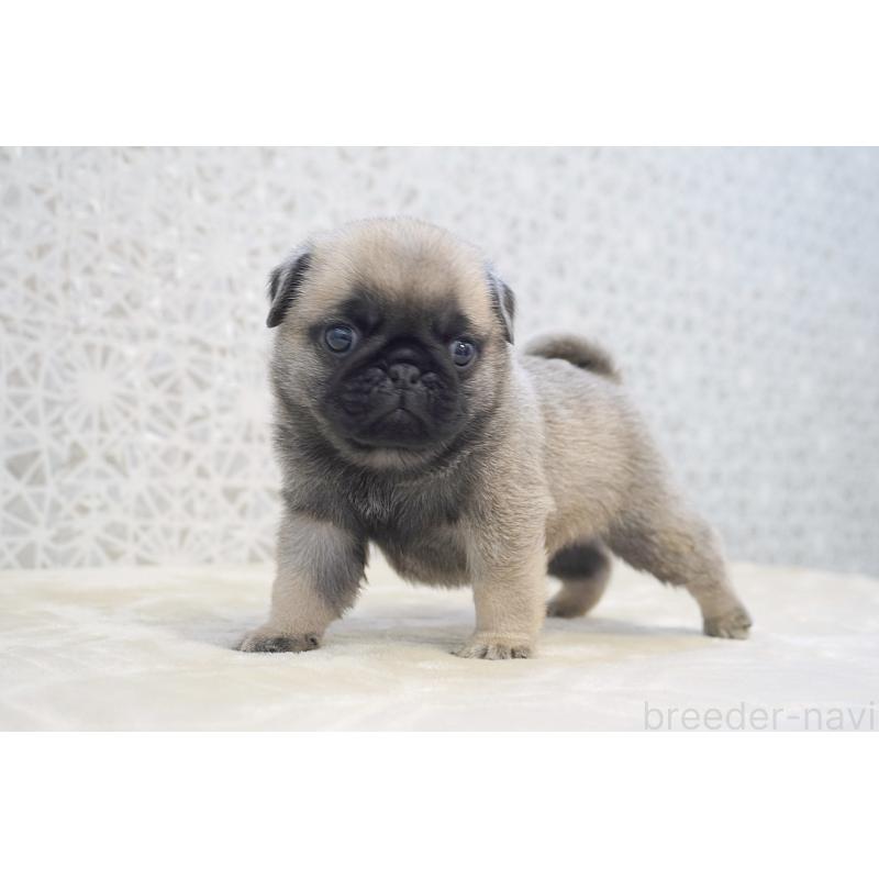 販売中の東京都のパグ-456222