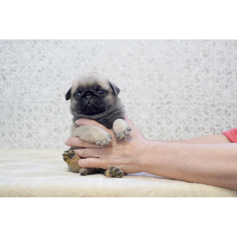 販売中の東京都のパグ-456222の9枚目