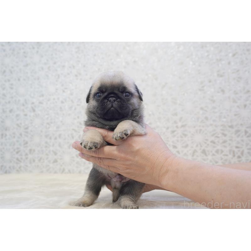 販売中の東京都のパグ-456222の8枚目