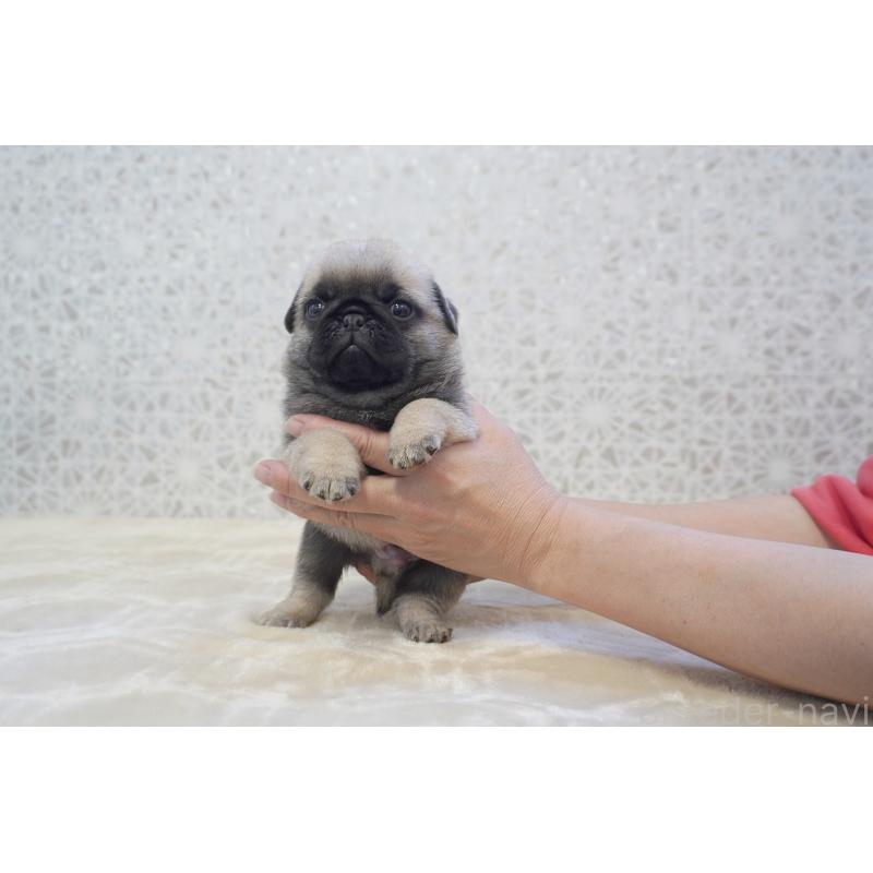 販売中の東京都のパグ-456222の7枚目