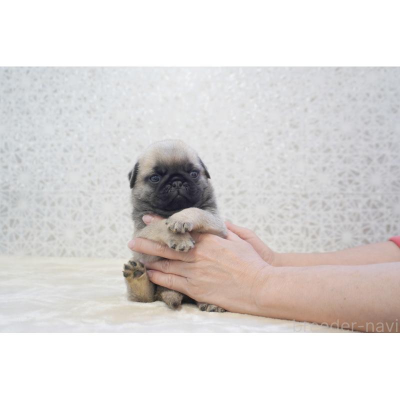 販売中の東京都のパグ-456222の5枚目