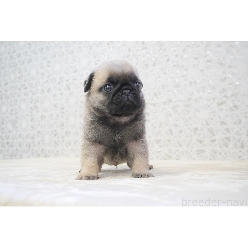 販売中の東京都のパグ-456222の4枚目