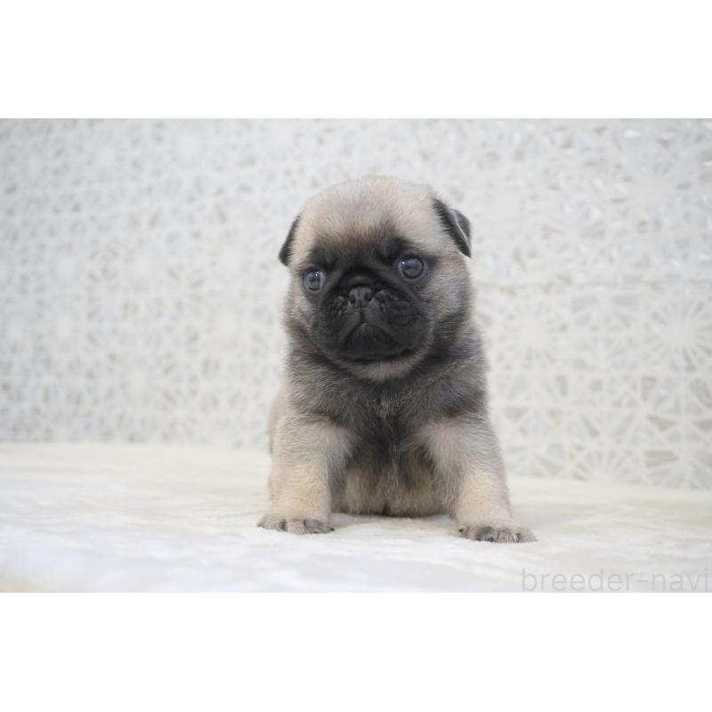 販売中の東京都のパグ-456222の3枚目