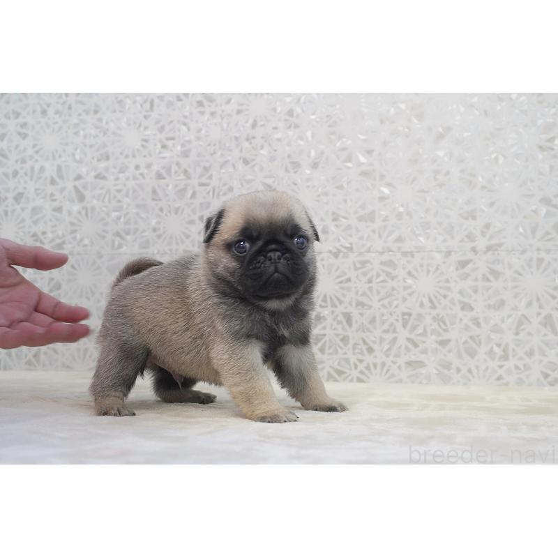 販売中の東京都のパグ-456222の2枚目