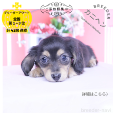 ♀︎カニンヘンダックスフンド(ロングヘアード)