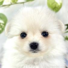 ♀︎ポメチワ:ポメラニアン×チワワ