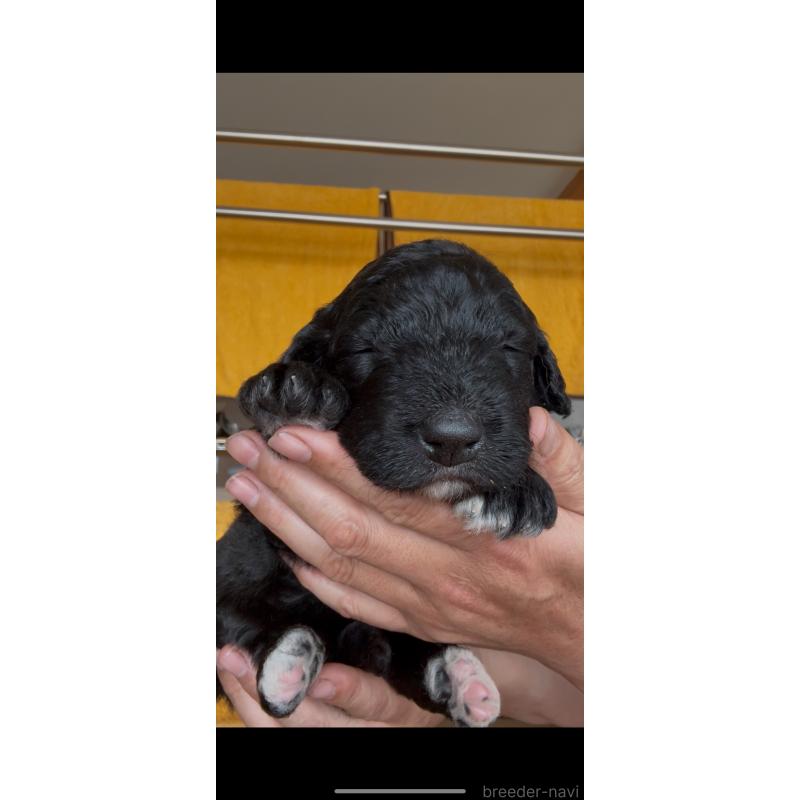 販売中の佐賀県のバーニードゥードル:バーニーズ×スタンダードプードル-456223の6枚目