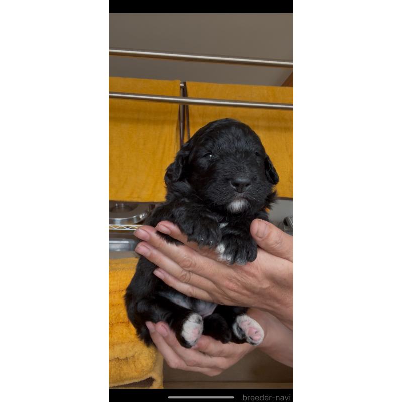 販売中の佐賀県のバーニードゥードル:バーニーズ×スタンダードプードル-456223の4枚目