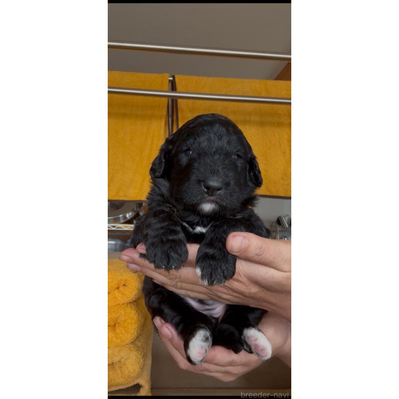 販売中の佐賀県のバーニードゥードル:バーニーズ×スタンダードプードル-456223の2枚目