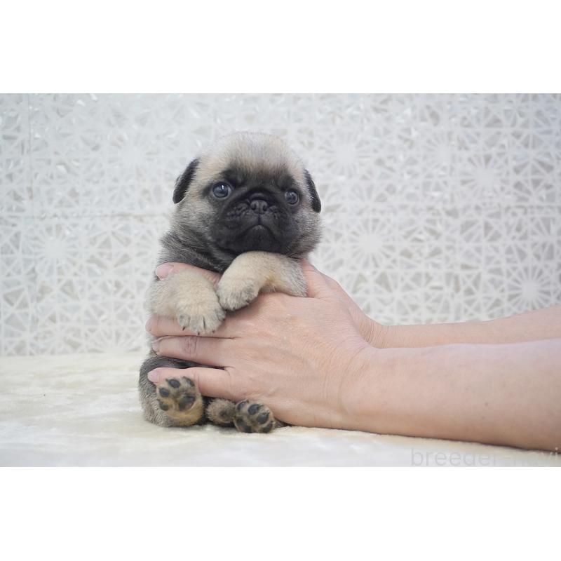販売中の東京都のパグ-456224の8枚目