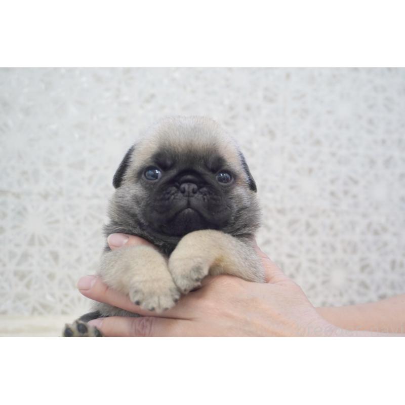 販売中の東京都のパグ-456224の7枚目