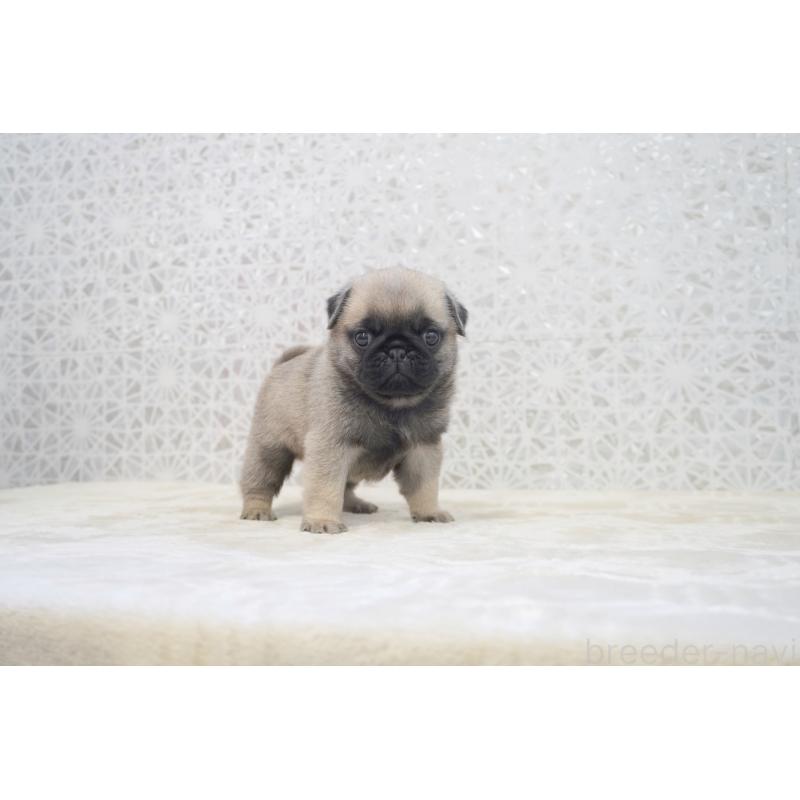 販売中の東京都のパグ-456224の5枚目