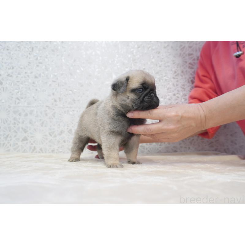 販売中の東京都のパグ-456224の4枚目