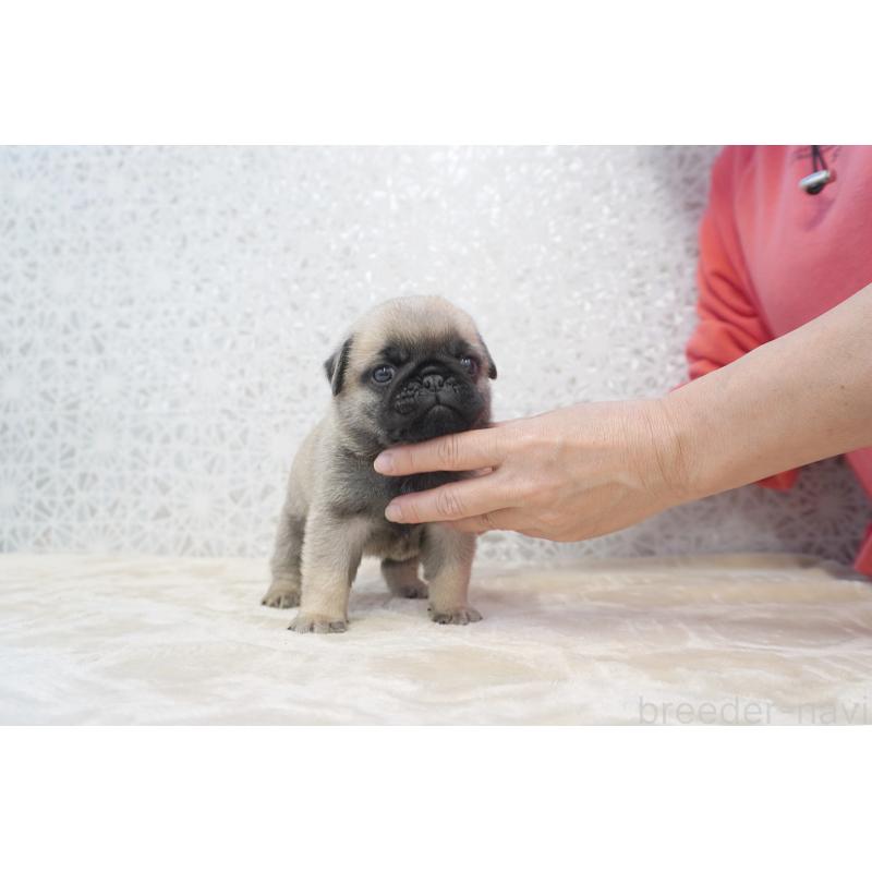 販売中の東京都のパグ-456224の3枚目