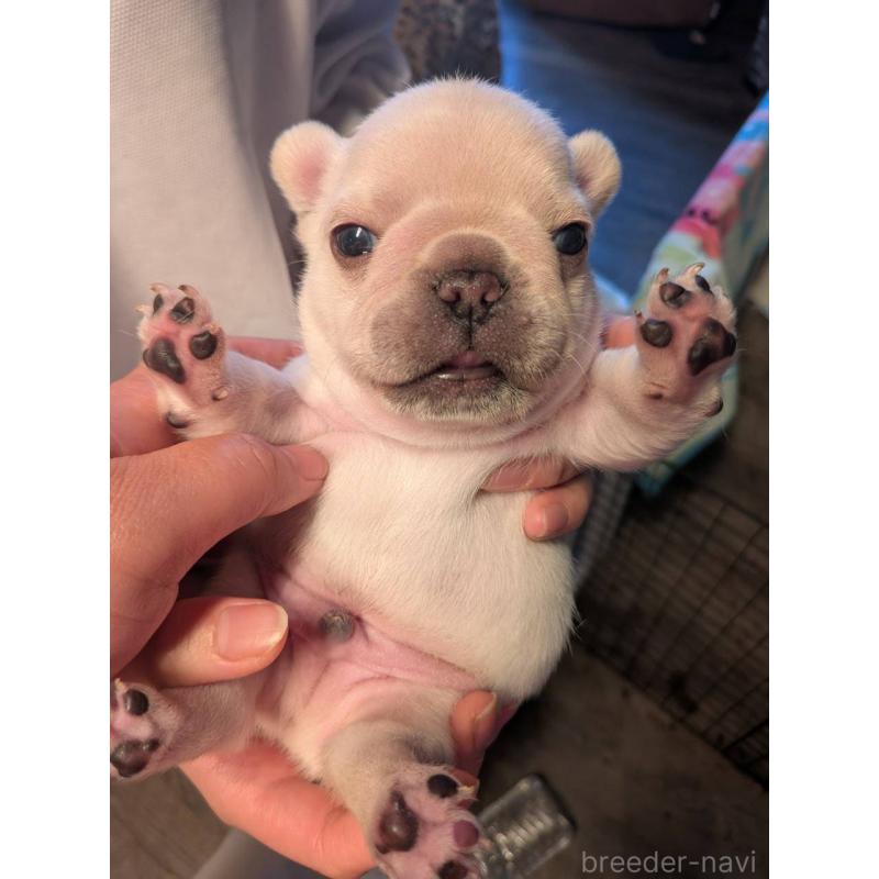 販売中の京都府のフレンチブルドッグ-455123の6枚目