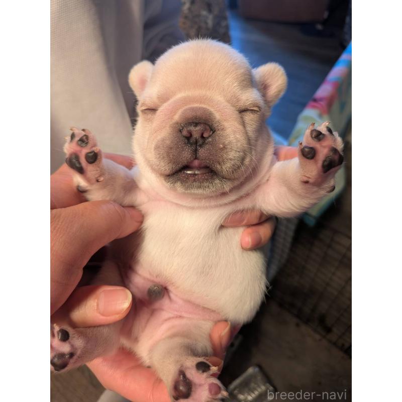 販売中の京都府のフレンチブルドッグ-455123の4枚目