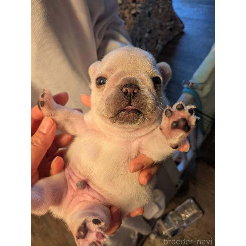 販売中の京都府のフレンチブルドッグ-455123の3枚目