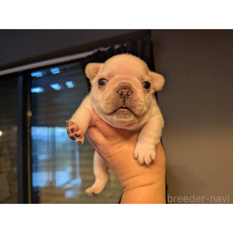 販売中の京都府のフレンチブルドッグ-455123の2枚目