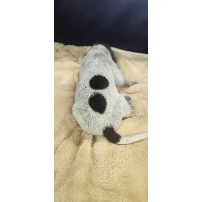 販売中の三重県のジャーマンポインター-456225の2枚目