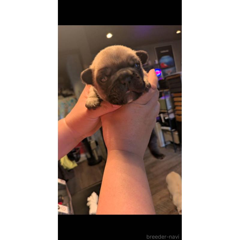 販売中の京都府のフレンチブルドッグ-456226の3枚目