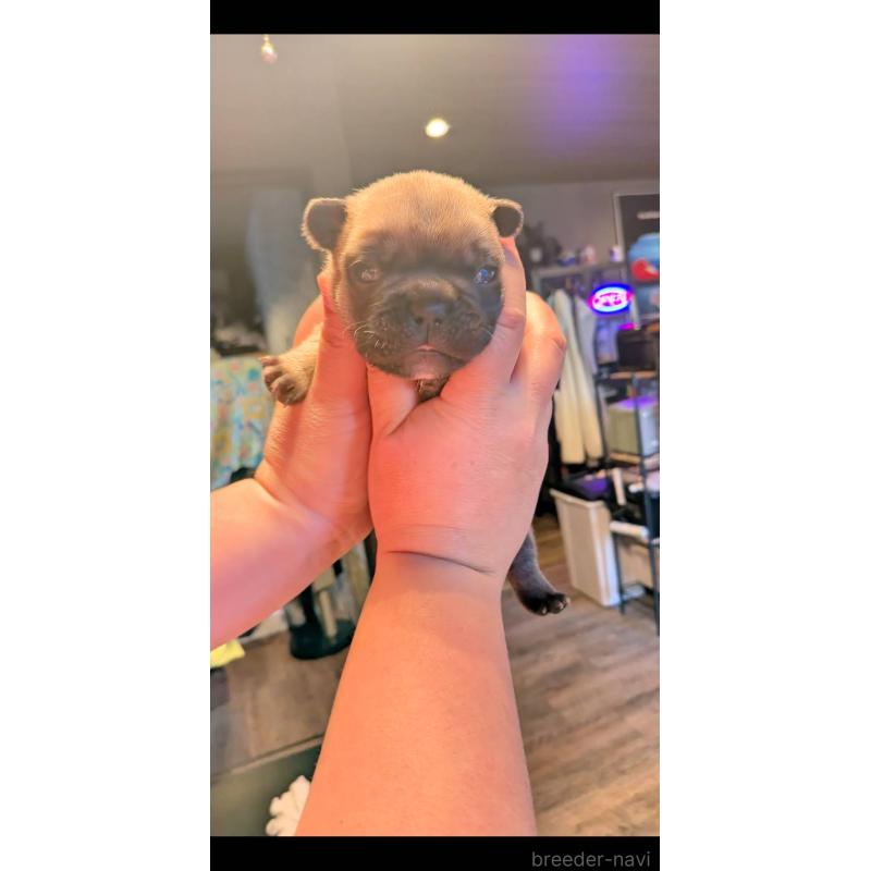 販売中の京都府のフレンチブルドッグ-456226の2枚目