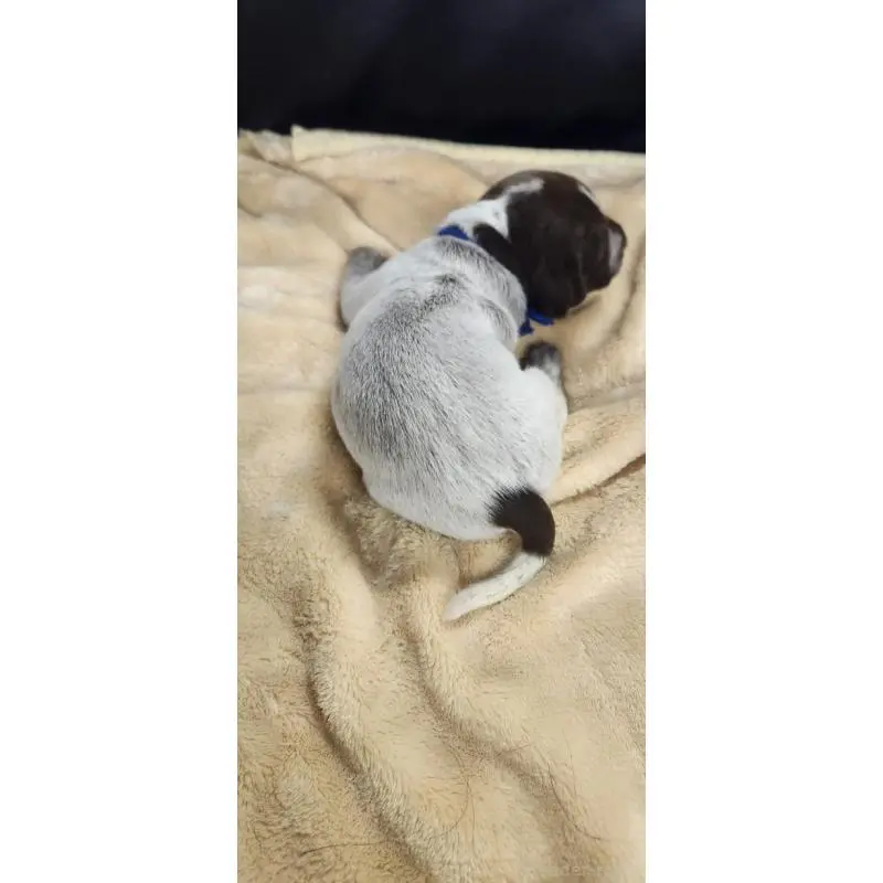 販売中の三重県のジャーマンポインター-456227の2枚目