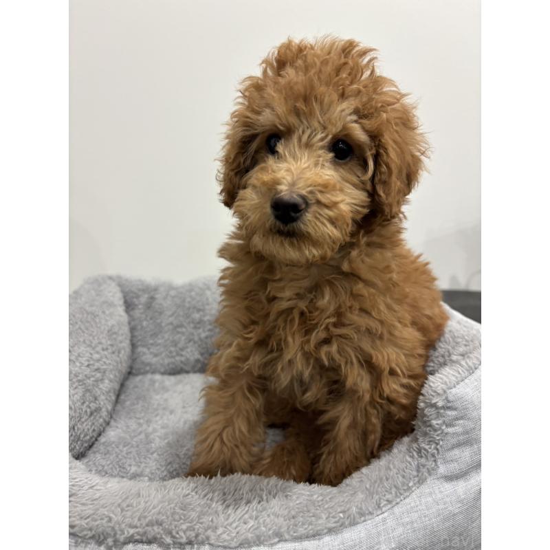 販売中の兵庫県のトイプードル-456229の5枚目