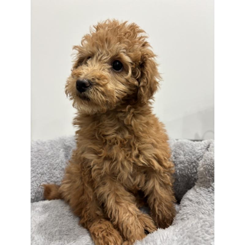 販売中の兵庫県のトイプードル-456229の4枚目