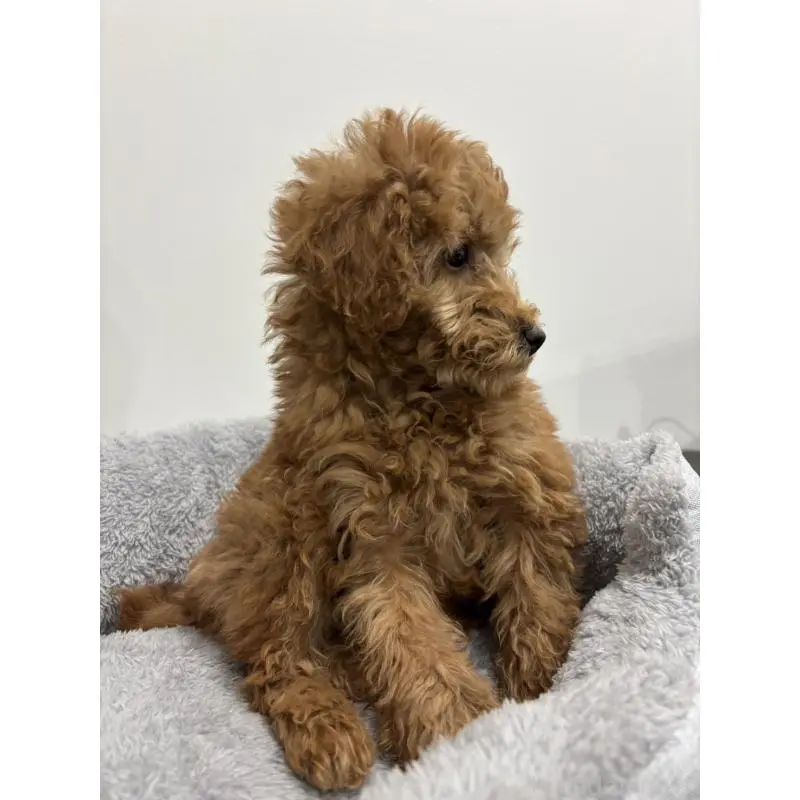 販売中の兵庫県のトイプードル-456229の3枚目